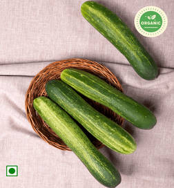 Organic Certified Cucumber (Dosakaya)