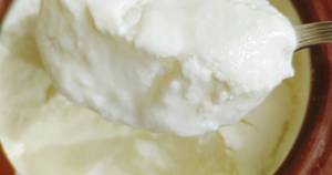 Plain Dahi