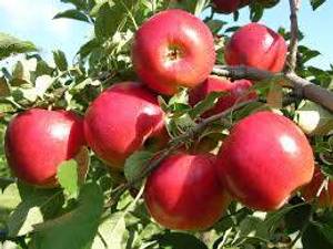 Apple (750ml)