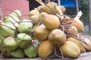 Coconut Water (dabh)