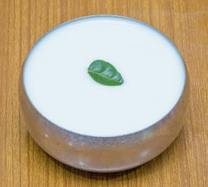 Plain Curd