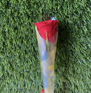 Single Rose