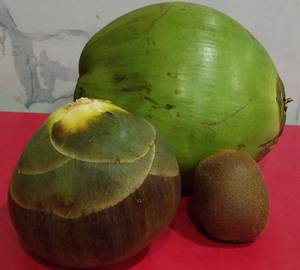 Tender Coconut Kiwi Within Nungu (Large)