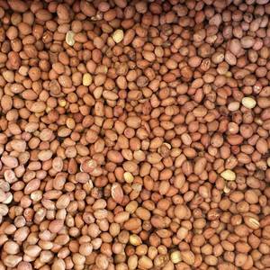 Roasted Peanut