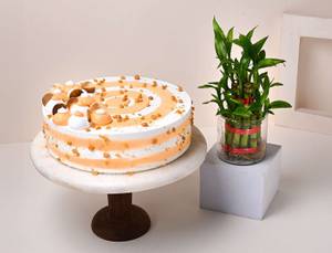 Butterscotch Cake with Lucky Bamboo Plant
