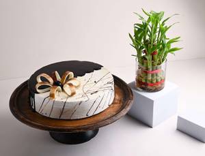 Choco Vanilla Cake with Lucky Bamboo Plant