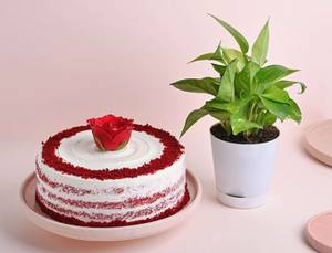 Red Velvet Cake with Money Plant