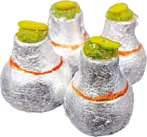 Kaju Kalash