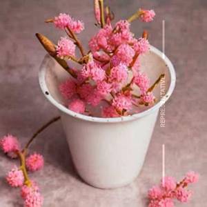 Lychee Blossom