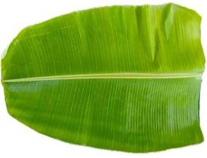 Leaf 6pcs
