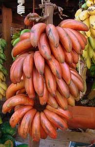 Red banana