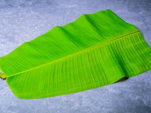 Plantain Leaf