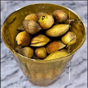 Chikoo Mastani