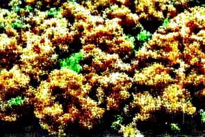 Mushroom Crispy