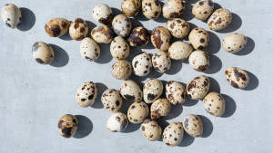 Quails egg