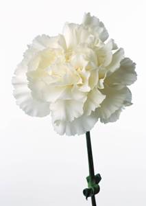 1 stamp White carnation