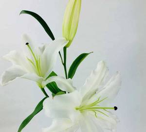 1 White Oriental Lily