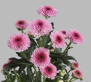 1 Stamp Pink Calameriya ( Singal )
