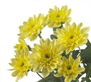1 Stamp yellow Chrysanthemum ( single)