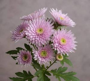 1 Stamp Pink Chrysanthemum ( Singal)