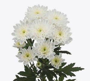 1 Stamp White Chrysanthemums ( Singal )