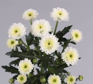 1 Stamp White Calameriya ( Singal )