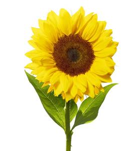 1 Stamp Sunflower ( Singal )