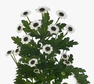 White Sentheni