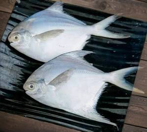 Silver pompret(paplet)