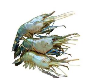 Lobster300gram(Galda Prawn)