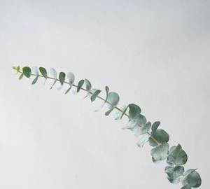Eucalyptus