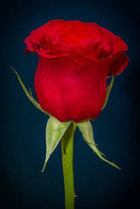 Single Red Rose