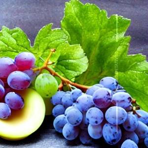 Fresh Grapes