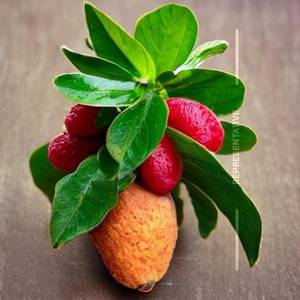 Luscious Litchi