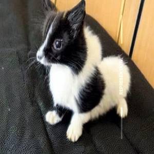 Black N White (Brownie)