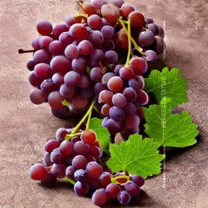 Arabian Grapes