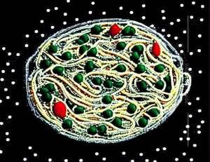 Egg Noodles