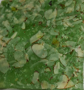 Kivi Ice Halwa