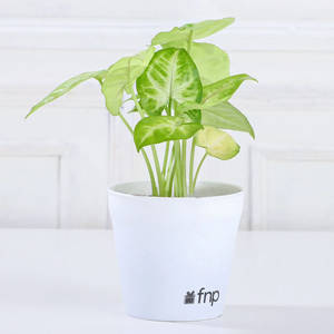 Air Purifying Syngonium Plant