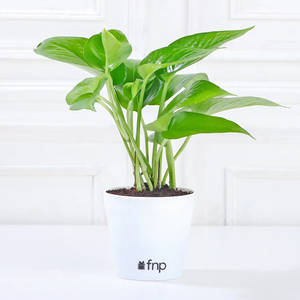 Golden Money Plant