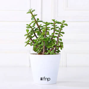 Lively Jade Plant