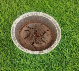 Choco Lava Cupcake