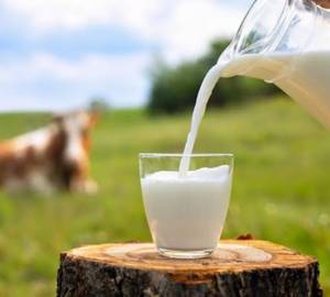 Milk Cow