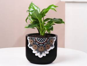 Peace Lily In Black Mandala Pot