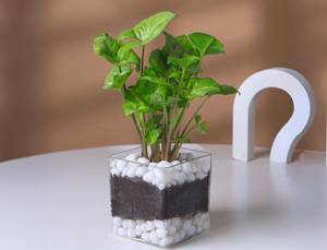 Syngonium Plant In Glass Square Pot