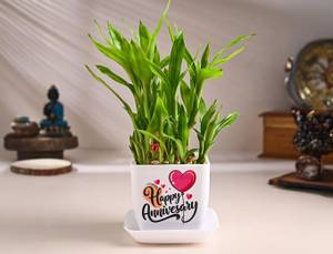 Lucky Bamboo For Anniversary