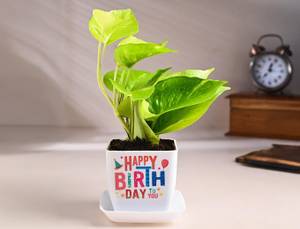 Money Plant In Happy Birthday Pot