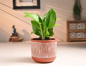 Money Plant In Stylish Terracotta Pot