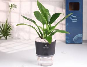 Graceful Peace Lily In Self Watering Planter