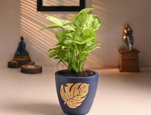 Syngonium Plant In Golden Leaf Terracotta Pot